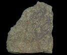 Plate Of Devonian Plant (Gosslingia) Fossils - Wales #66671-1